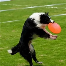 Pet Toy Flying Disk