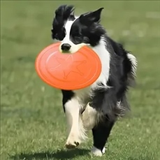 Pet Toy Flying Disk