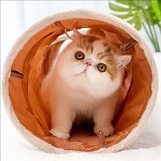 Pet Tunnel Toys